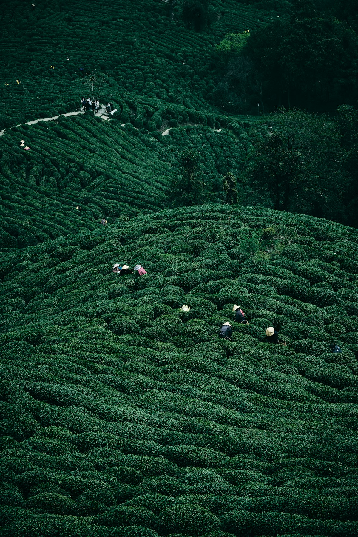People harvesting tea leaves on lush green hillside tea plantation in China